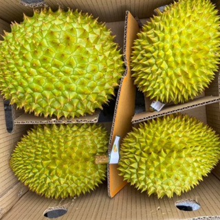 《水果研究室》🇻🇳 越南 🇹🇭泰國金枕頭 金枕頭榴蓮 青尼榴槤 甘堯榴槤 水果 熱帶水果