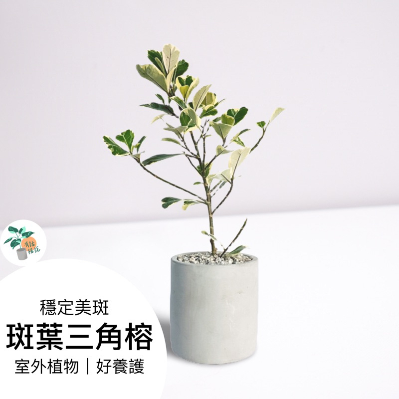 斑葉三角榕 清新美斑 斑葉 庭院綠植栽 觀葉植物「有話植說」