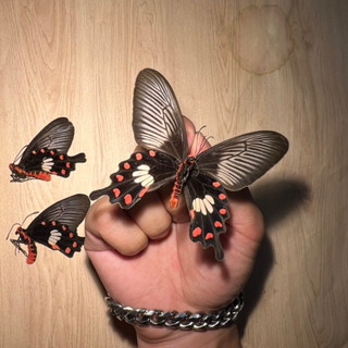 【現貨】🦋朱紅鳳蝶🦋 紅鳳蝶 蝴蝶 昆蟲 模型 乾貨三角紙包裝 #非活體 #類模型 #藝術品