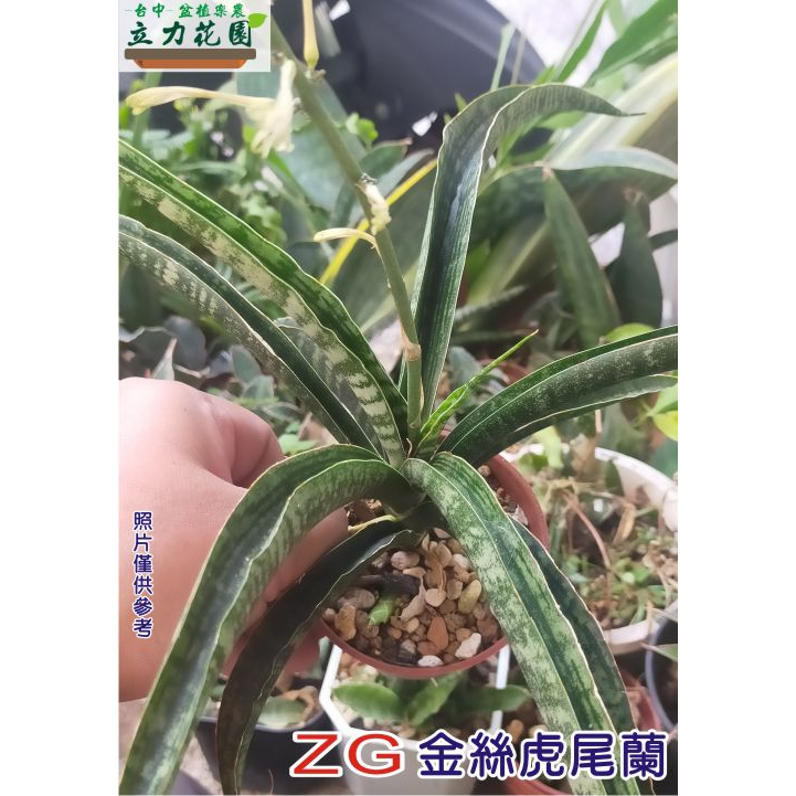 ZG金絲虎尾蘭 1~3吋盆 短葉虎尾蘭 花苗 台中 立力花園