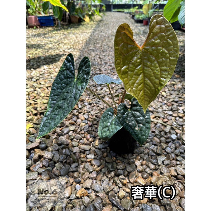 ✵ No.6植物店✵｜🌾奢華火鶴 Anthurium luxurians (C)🌾｜火鶴｜花燭｜蔓綠絨｜室內植物