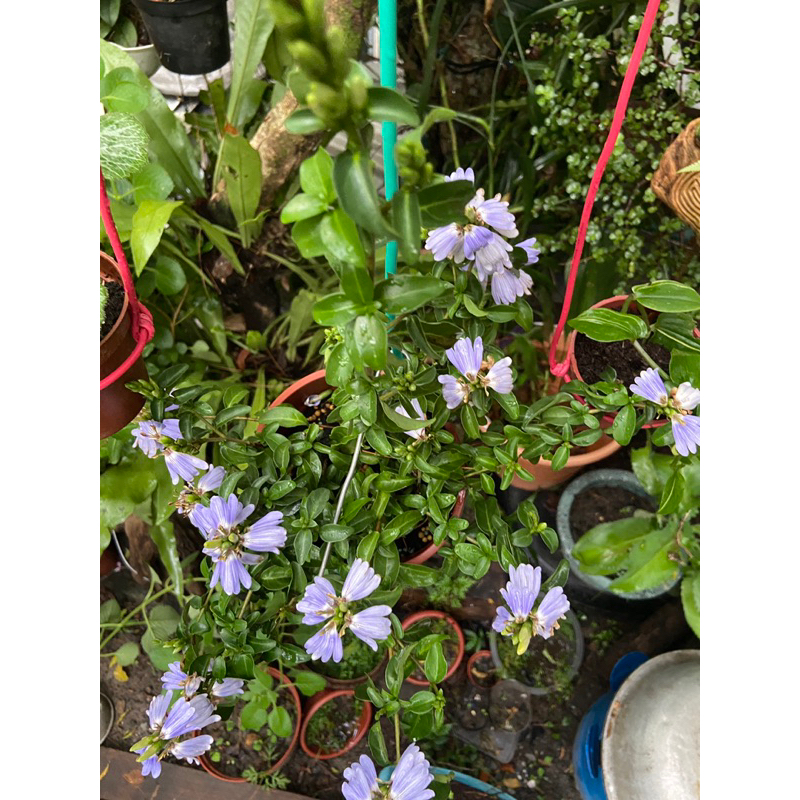 香水藍蝶 藍唇花香 紫扇花 淡淡香味 5吋藍蝶花苞多