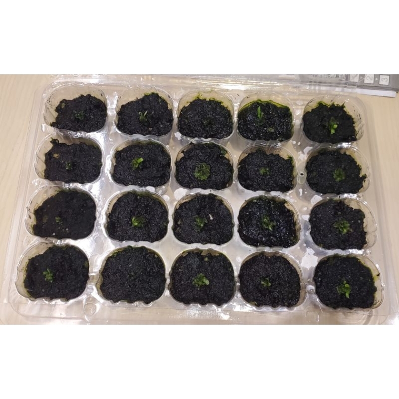 巨獸鹿角蕨孢子苗 一盒共20格