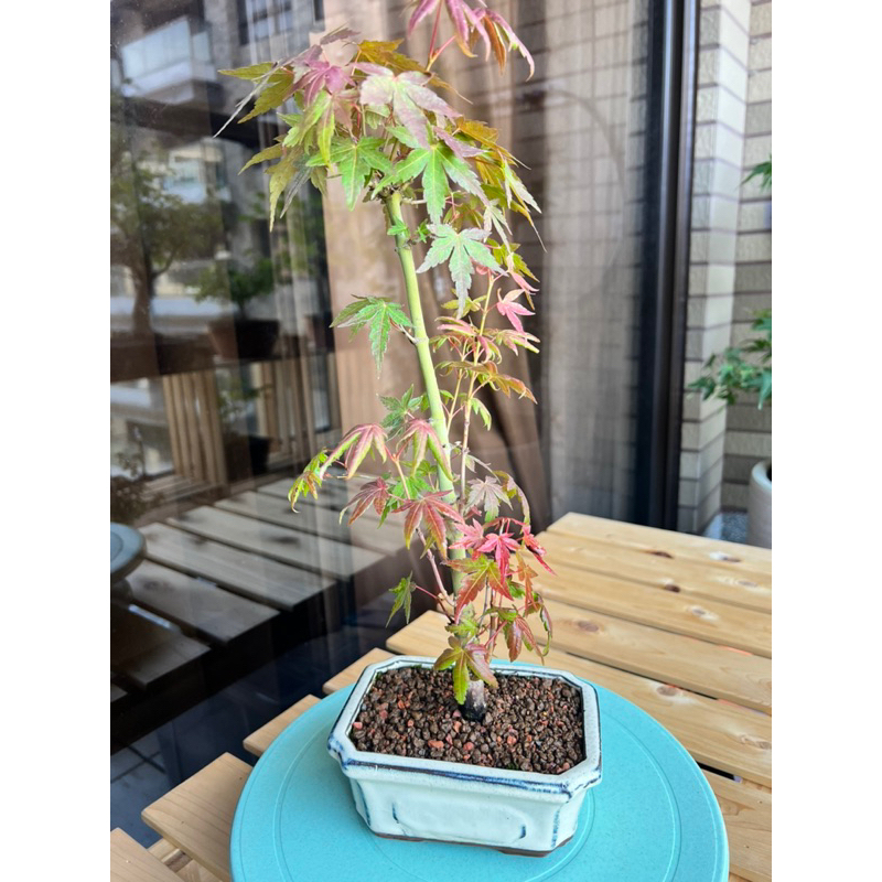 日本進口/山槭/山紅葉/原株/正木/盆栽