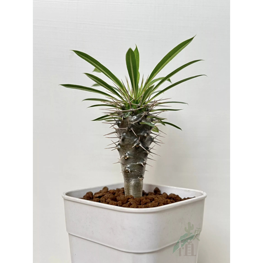 【梗植】非洲霸王樹｜Pachypodium lamerei Drake｜多肉植物｜仙人掌
