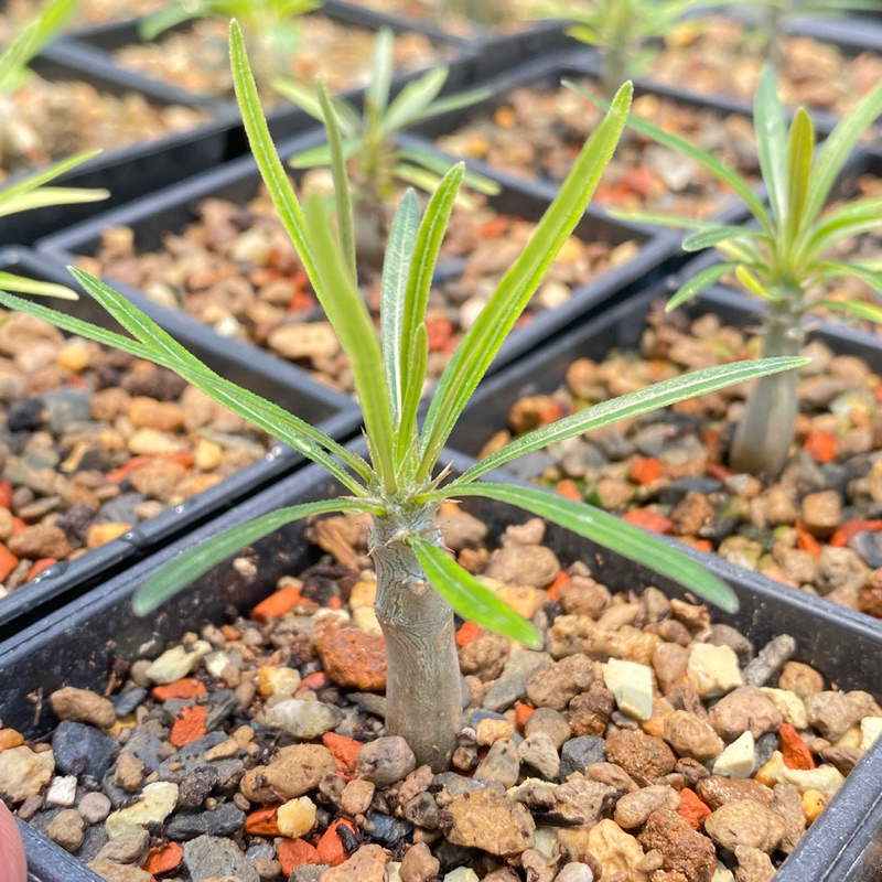 🌴Pachypodium屬 塊根植物 象牙宮 | Pachypodium rosulatum