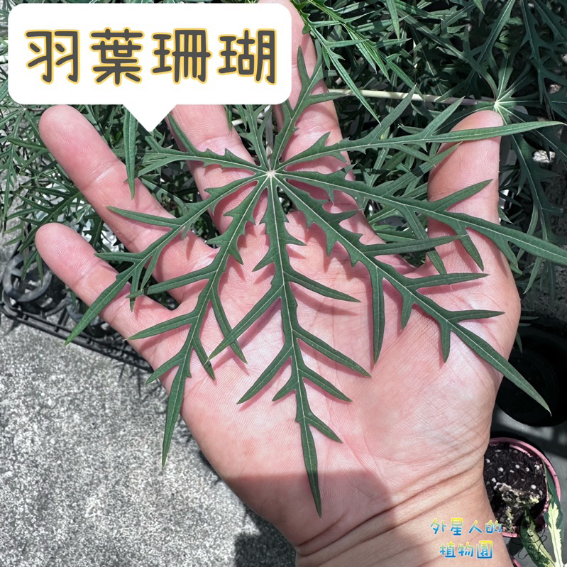 【外星人的植物園】羽葉珊瑚  細裂痲瘋樹 盆栽 細裂葉珊瑚油桐  裂葉珊瑚  麻瘋樹屬  觀葉