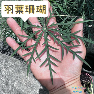 【外星人的植物園】羽葉珊瑚 細裂痲瘋樹 盆栽 細裂葉珊瑚油桐 裂葉珊瑚 麻瘋樹屬 觀葉
