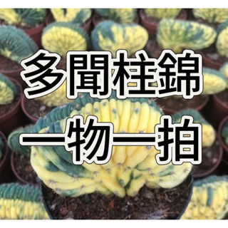 ↠有植感↞ ▮多聞柱錦綴化▮一物一拍 仙人掌 多肉植物 cactus Echinopsis pachanoi 多聞柱