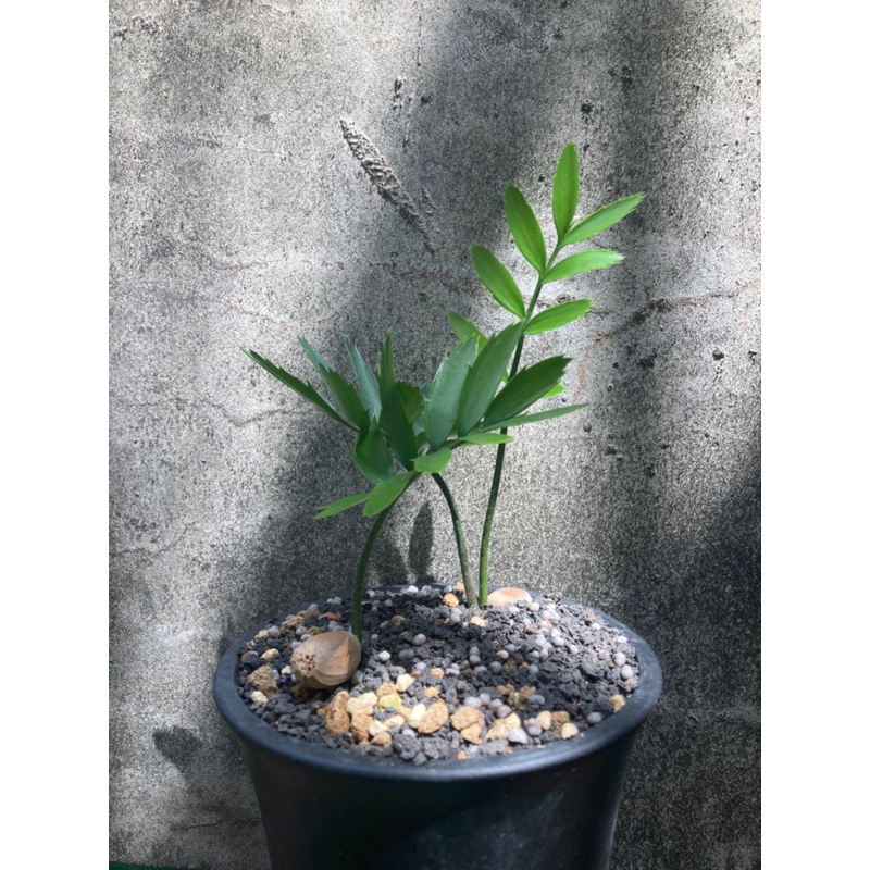 非洲麵包蘇鐵 Encephalartos altensteinii