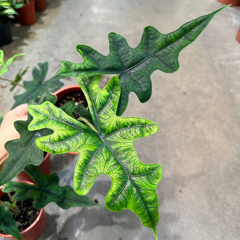 傑克林觀音蓮（Alocasia Jacklin）/ （5吋）