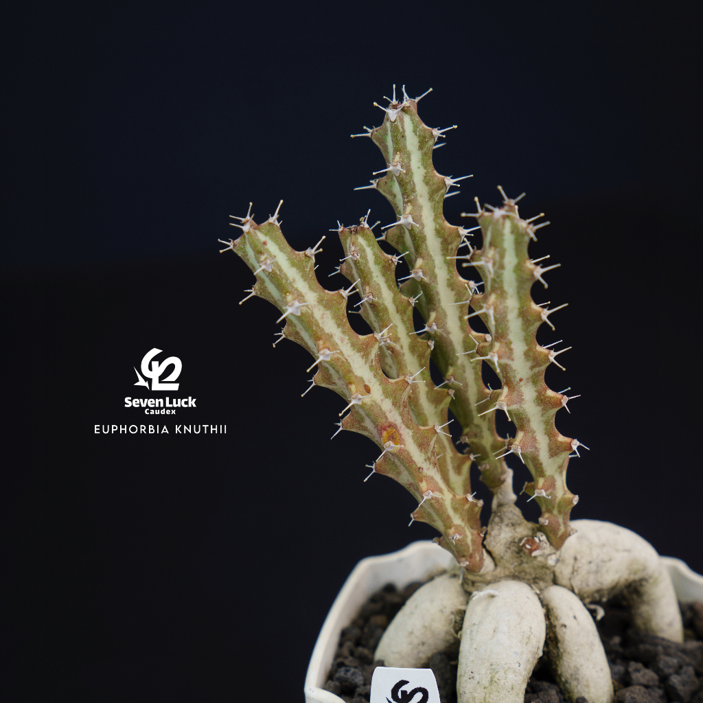 SL’s 植物園-巖流島（狗奴子麒麟）Euphorbia knuthii