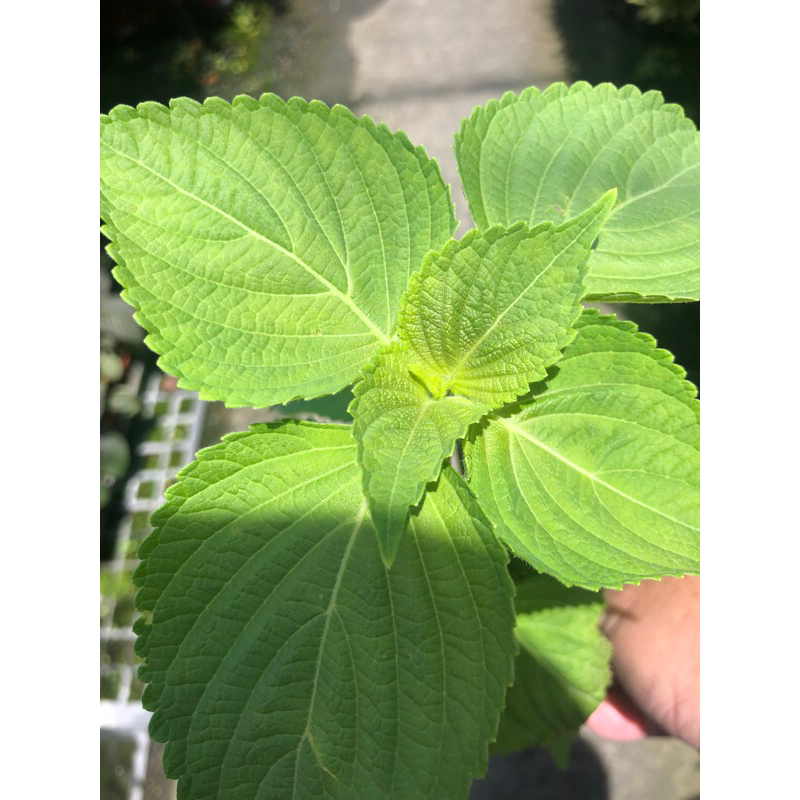韓國 芝麻葉｜3吋盆～食用香草料理植物⋯