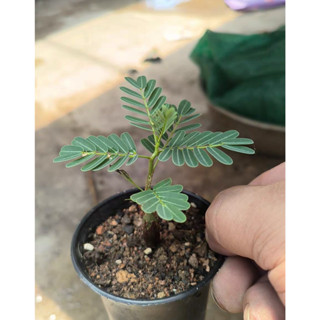 【塊根英雄】沙漠蘇木種子 (Senna meridionalis) /豆科/塊根植物