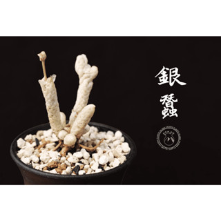 銀蠶 Avonia albissima 原產塊根 塊根植物 盆栽 塊根 療癒 陽臺植物 植栽 園藝