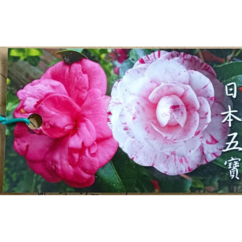玫森 日本五寶茶花 茶花苗3.5吋盆觀花植物