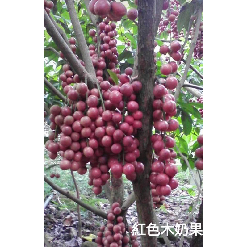 卉迎園藝 紅色木奶果嫁接苗 6吋移植袋 特價1200元