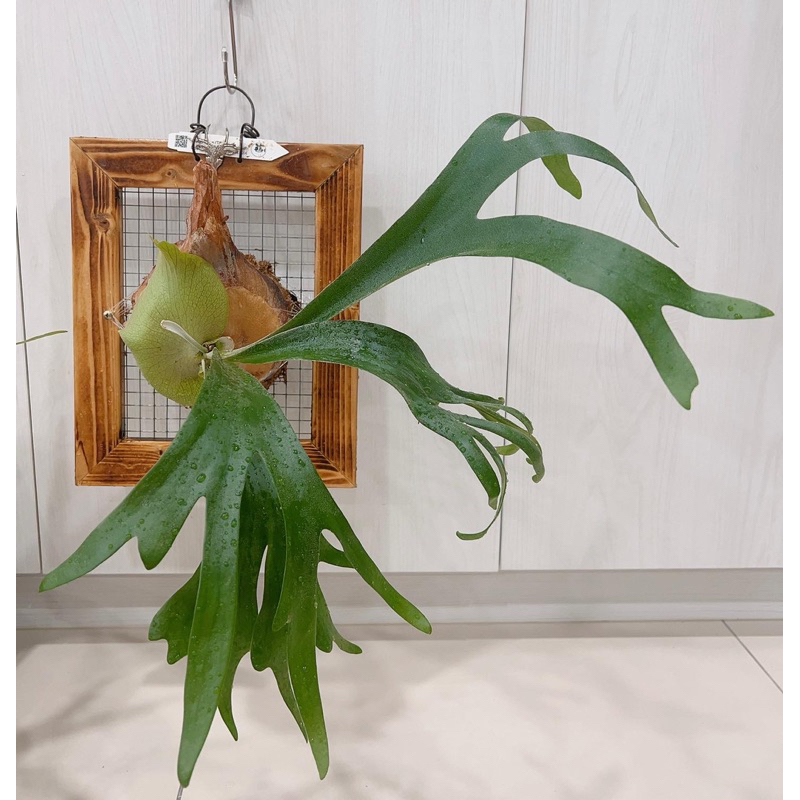 P.Ss foong  鹿角蕨 植物 SS Foong P.SSfoong 開幕植栽 文青 網美店必備 喬遷送禮 送禮