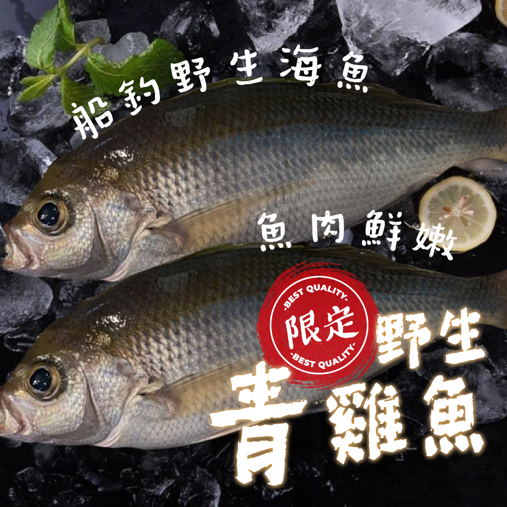 【帥哥魚】🔥野生船釣🔥 野生青雞魚 青雞仔 大貢仔 野生海魚 青若梅鯛 藍色擬烏尾鮗 船釣 雞仔 煎青雞魚 高級魚種