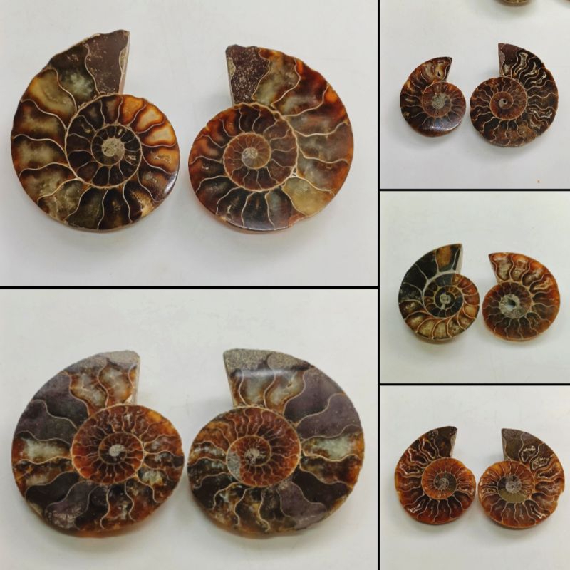 斑彩螺菊花石！天然玉化海螺化石原石！風水學說...斑彩螺