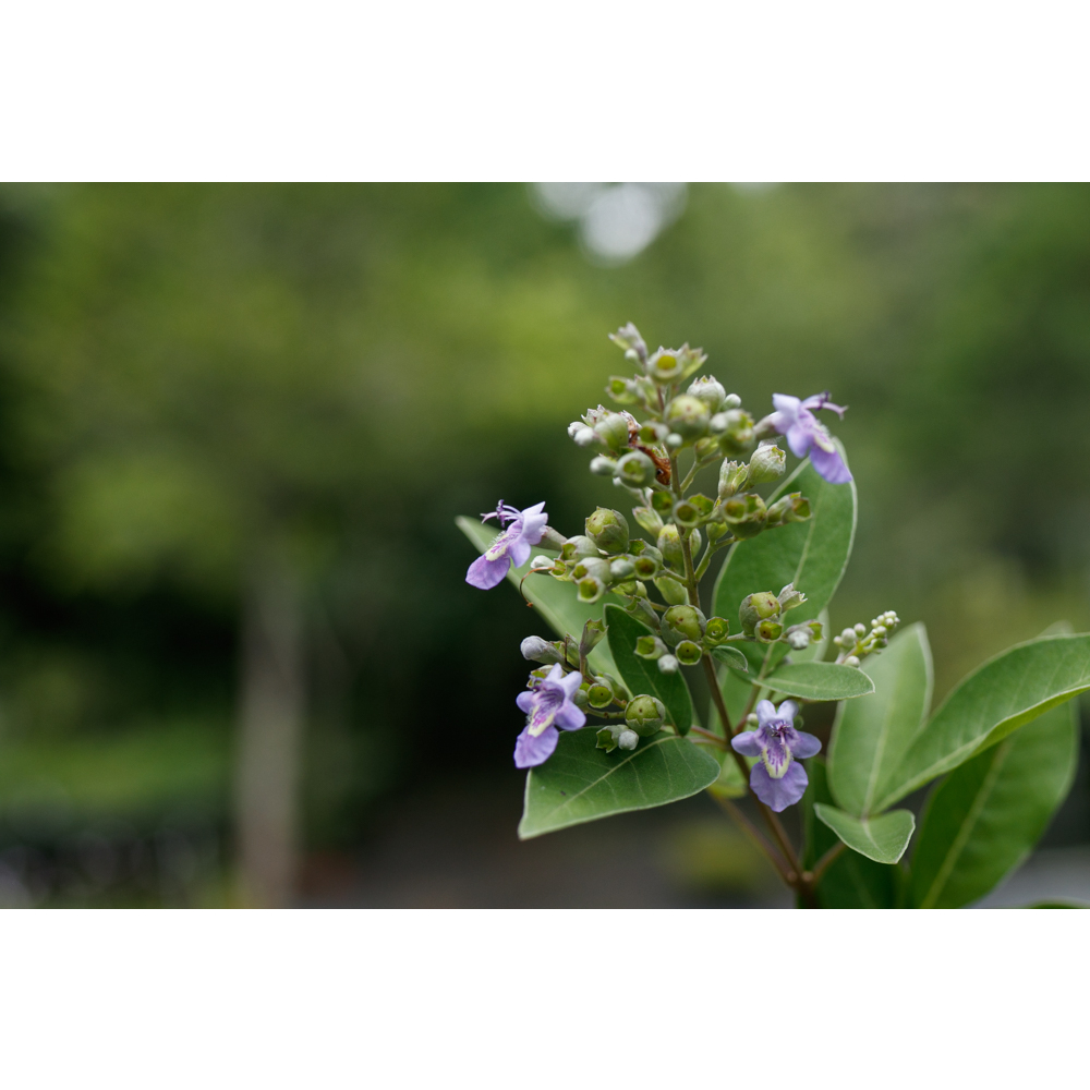 台灣原生種(多種黃荊、埔姜)-蔓荊 三葉埔姜 山埔姜 薄姜木 臺灣牡荊 白埔姜 蜜源 藥材 盆栽