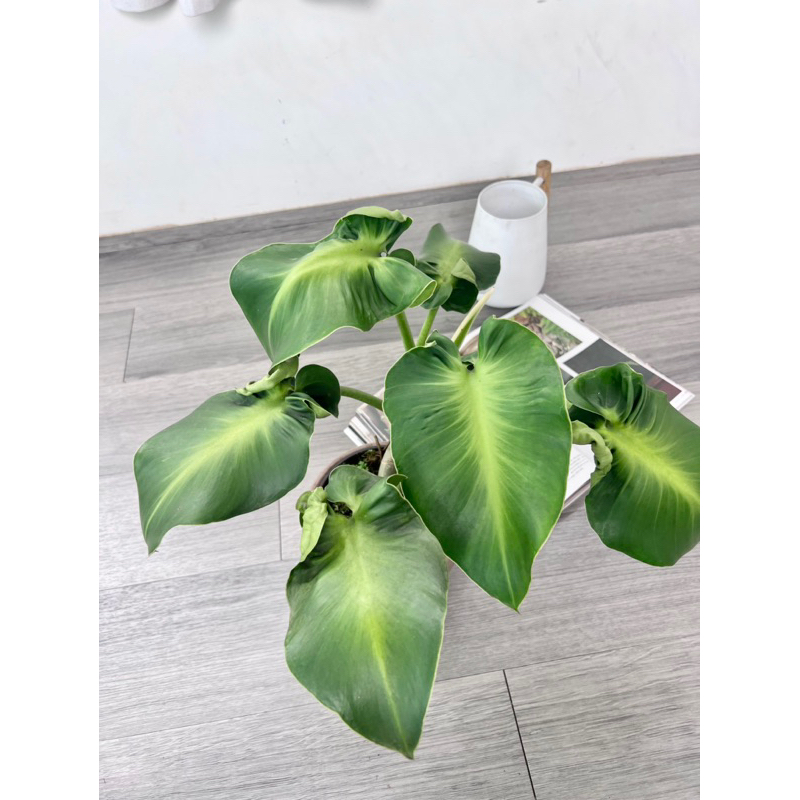 Philodendron rugosum ‘Sow’s Ear’ 捲耳豬皮蔓綠絨