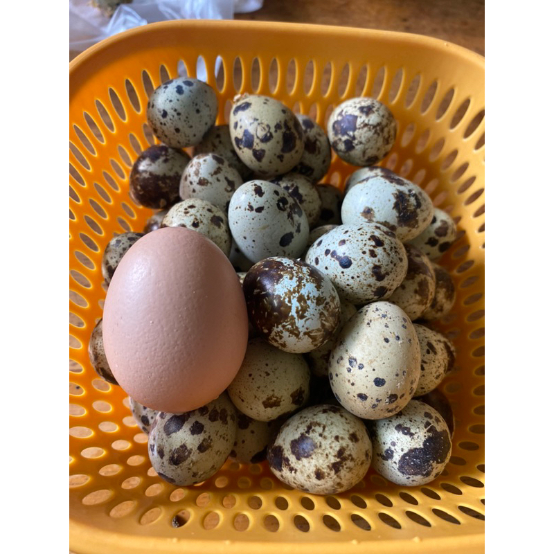現貨～每天現撿鵪鶉受精蛋 可吃、可孵化！50顆一組孵化率很高、種蛋受精蛋不挑品種