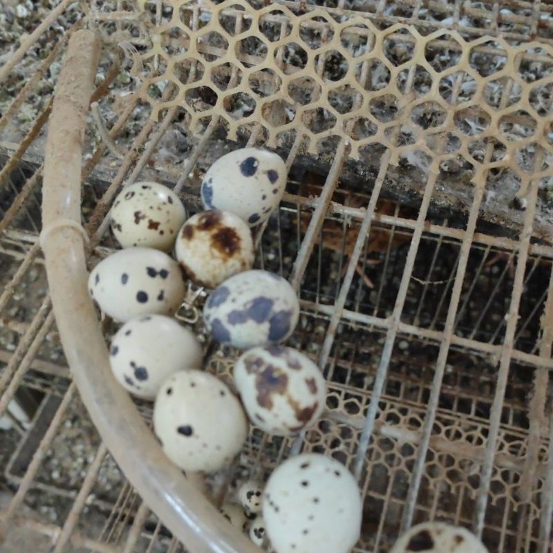 四色24顆鵪鶉種蛋、鳥蛋種蛋 請看詳情