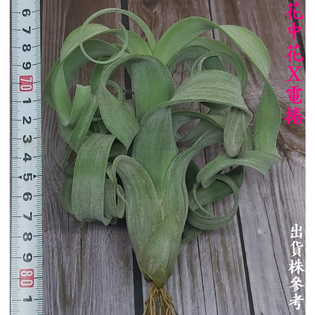 【新巧園】空氣鳳梨 花中花x電捲 花電 intermedia x streptophylla-成株