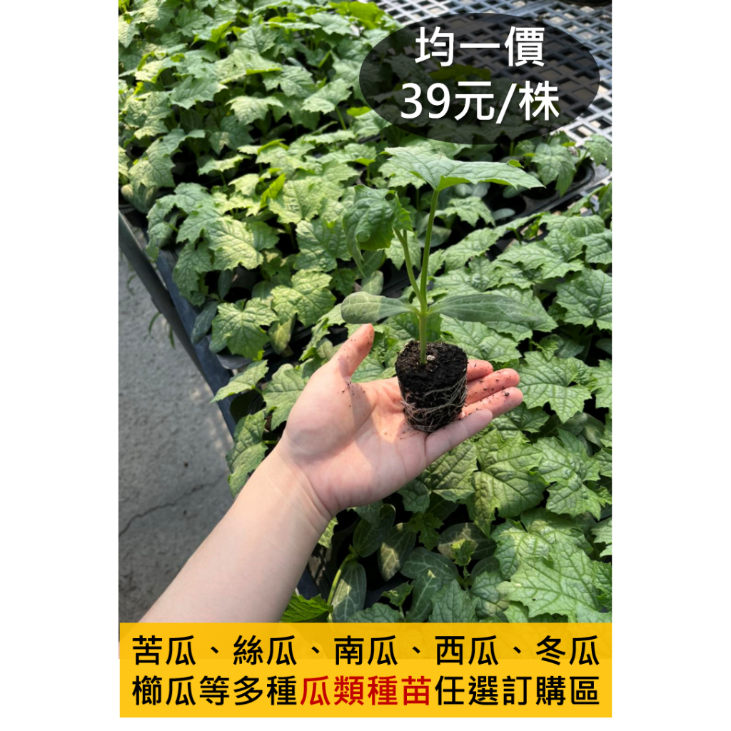 (預購制)南瓜苗|絲瓜苗|櫛瓜苗|苦瓜苗|冬瓜苗|西瓜苗|小黃瓜小胡瓜|大黃瓜大胡瓜|蔬果種苗(任意5株以上出貨)