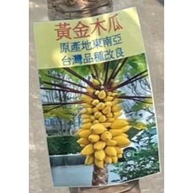 花田裡_水果苗--黃金木瓜--營養豐富 3.5吋盆 高10公分