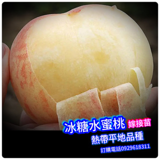 冰糖水蜜桃-嫁接苗盆栽-最火的一個新品種，平均果重300克左右 熱帶水蜜桃 蟠桃 大果水蜜桃 大果蜜桃 水果苗