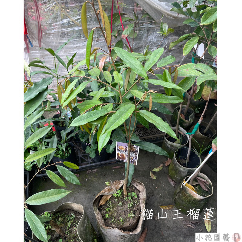 小花園藝 正宗貓山王榴蓮 榴槤大苗 約4-5年結果 $3100