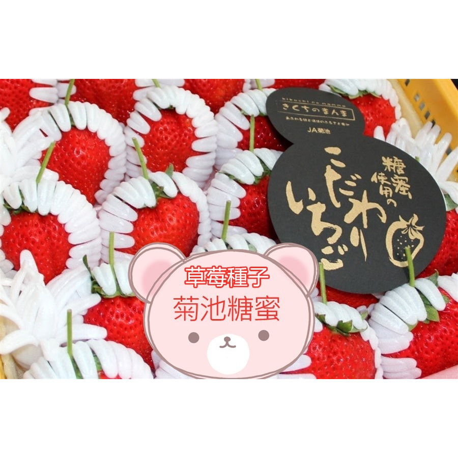 日本草莓種子. 昂貴菊池糖蜜草莓 (3L熊本ひのしずく)　**草莓種子12粒/袋