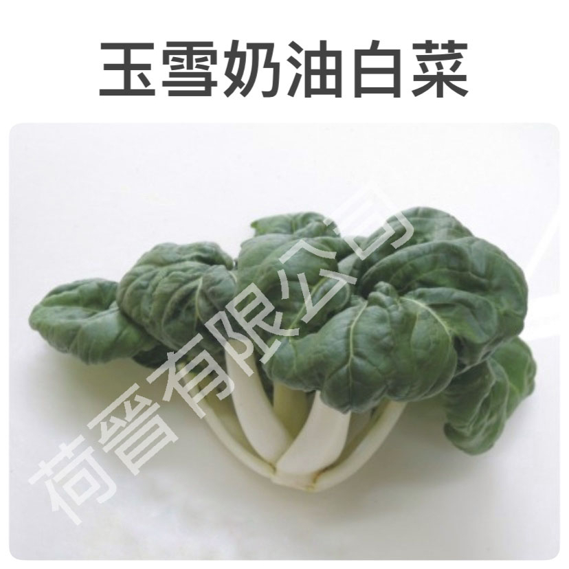 玉雪奶油白菜種子30公克(約18500粒) 一代交配