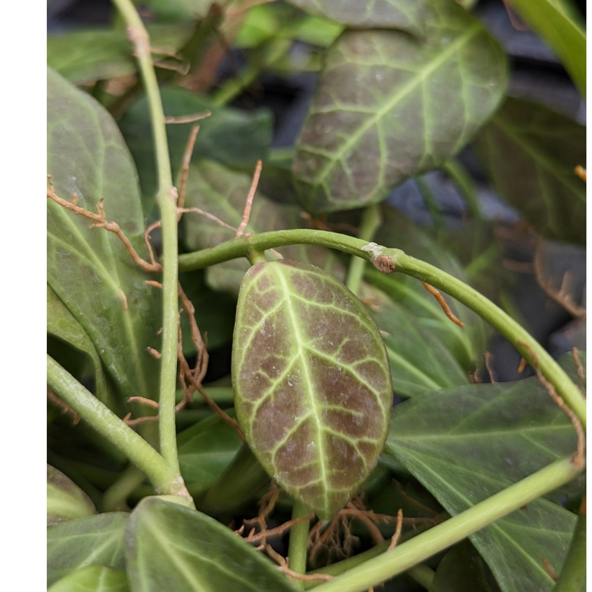 開心農元-觀葉植物-  楓葉毬蘭 hoya obscura 毬蘭