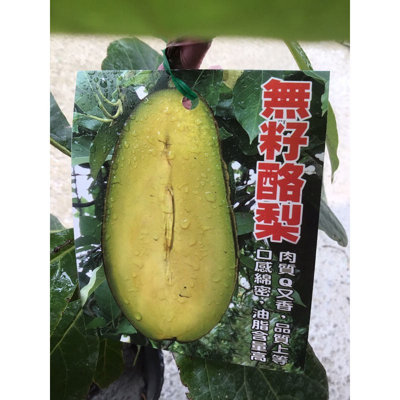 卉迎園藝 無籽酪梨🥑嫁接苗 4吋盆 單價1200元