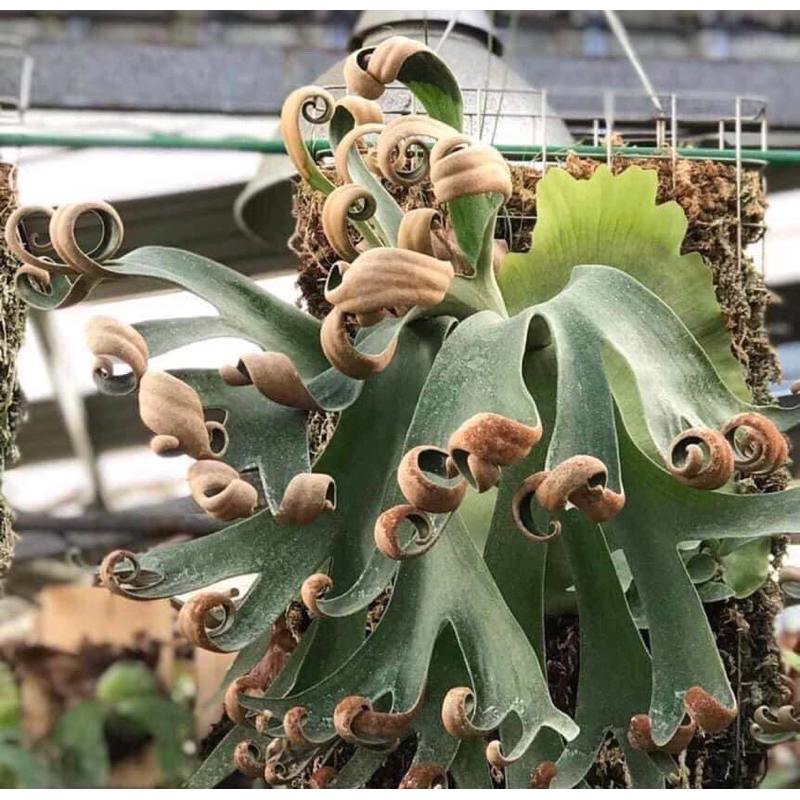 植管局｜捲捲鹿鹿角蕨 5寸 P.Foongsiqi，QQ 可代客上板 網紅植物