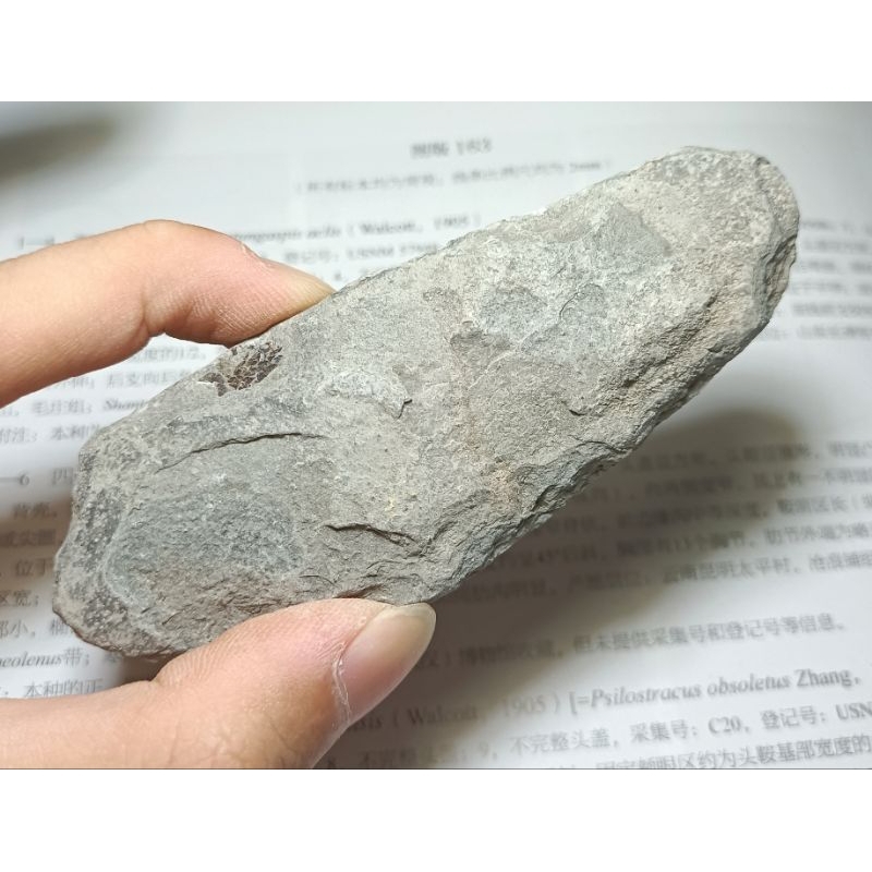 [程石] 中國  未清修句容結核魚化石原石