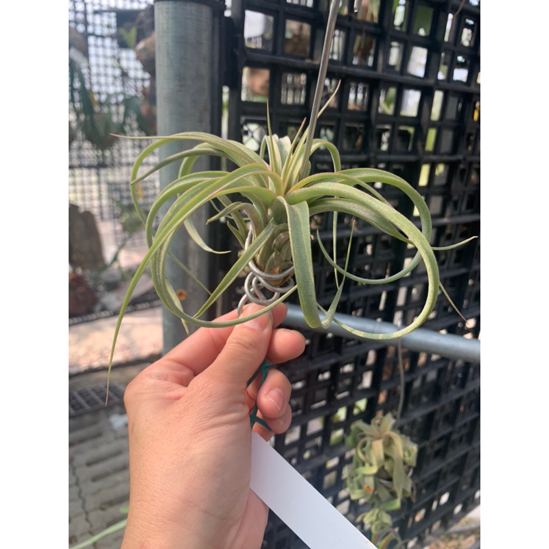 空氣鳳梨Tillandsia 空可樂x電捲