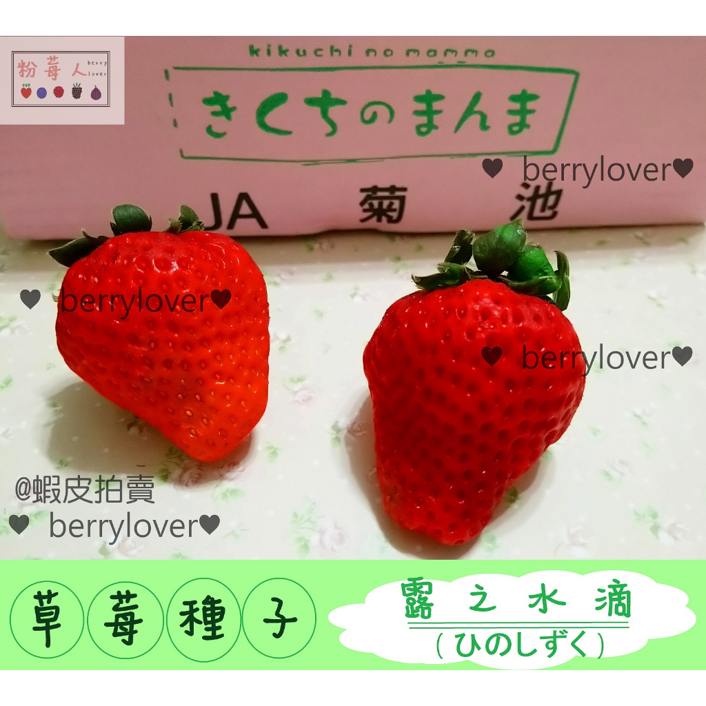 ❤️粉莓人🖤日本草莓  草莓種子 菊池糖蜜 熊本蜜糖  露之水滴