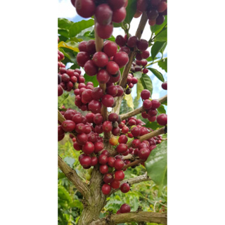 【石花咖啡工作室】半磅咖啡豆專區 ＃手沖咖啡＃單品咖啡#尼加拉瓜 #巴西#黑十字#曼巴#衣索比亞