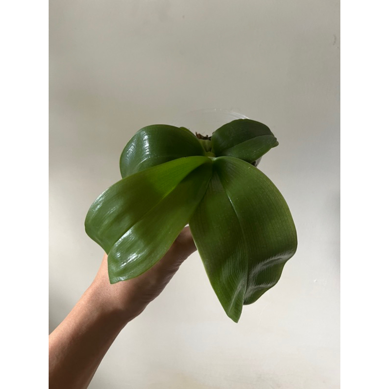 【查爾斯蘭園】珍奇蝴蝶蘭 沙美娜 Phal. Samera (Blue) 2.5寸 植株 有香味