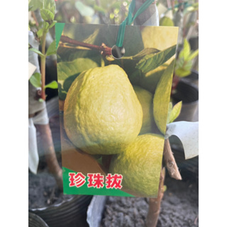 ★ 逗花枝玩 ☆ 水果苗 珍珠拔(珍珠芭樂) 4吋