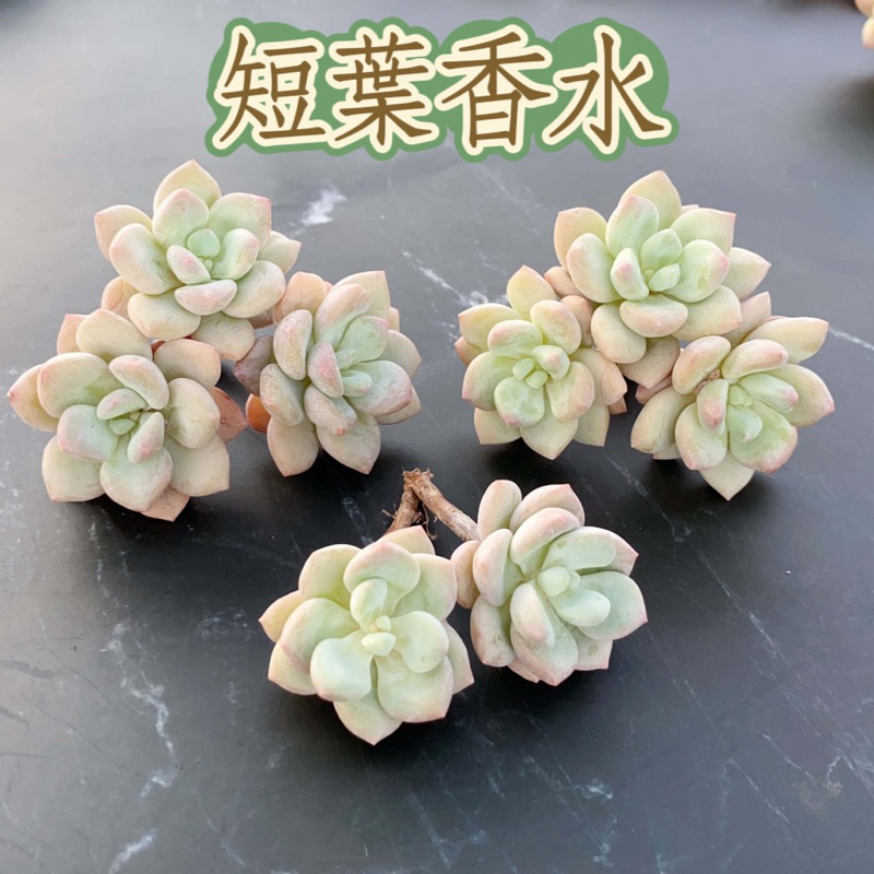 多肉植物 7番 アリエル錦 カキコ発根済 韓国苗 | porcelyana.com.ua
