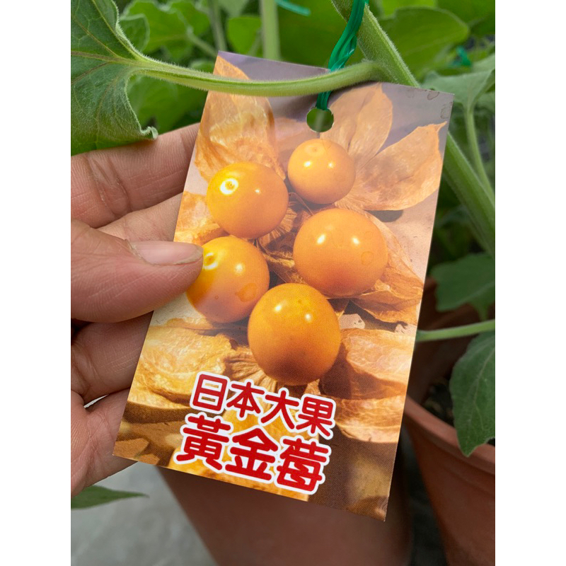 日本黃金莓(燈籠果)|6吋盆|食用果樹