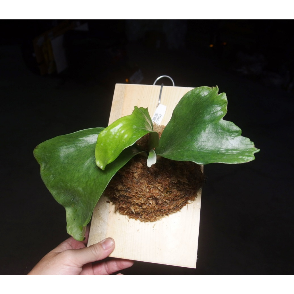 &lt;美心花園&gt; Platycerium elisii 愛麗絲鹿角蕨  2.5吋盆 18原生種之一