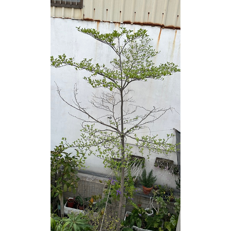 造型小葉欖仁樹喬木雨傘樹樹徑7.6cm高約4.5米可議價