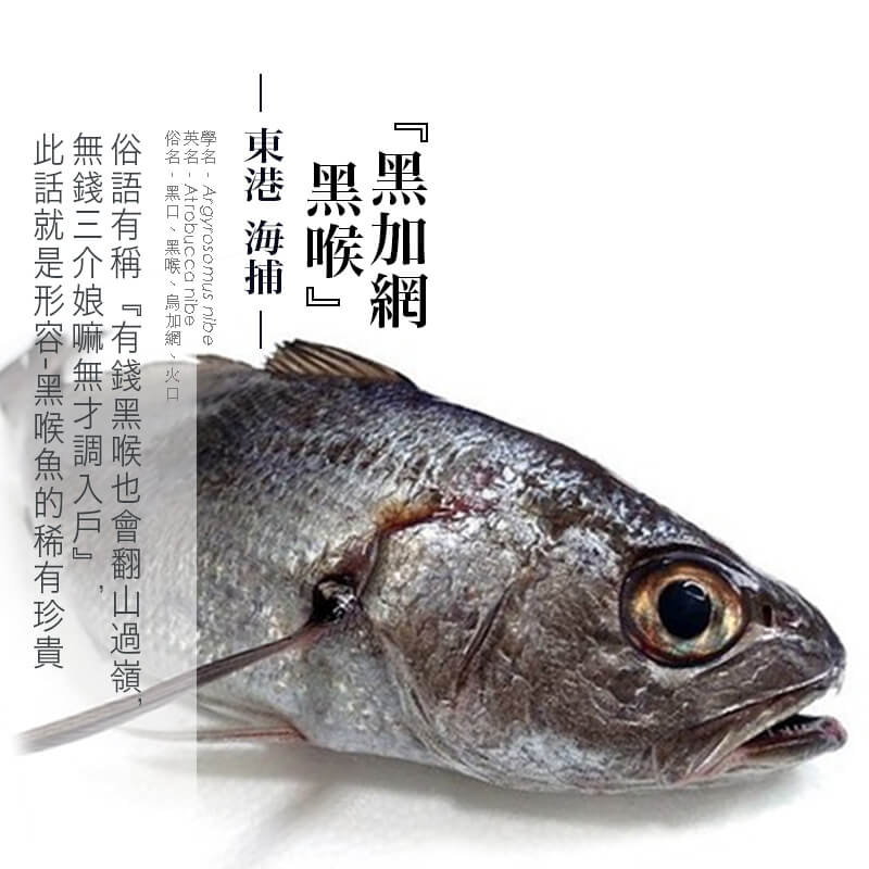 【水汕海物】東港海釣 頂尖高檔魚種 黑加網、黑喉魚、黑猴『實體店面、品質保證』