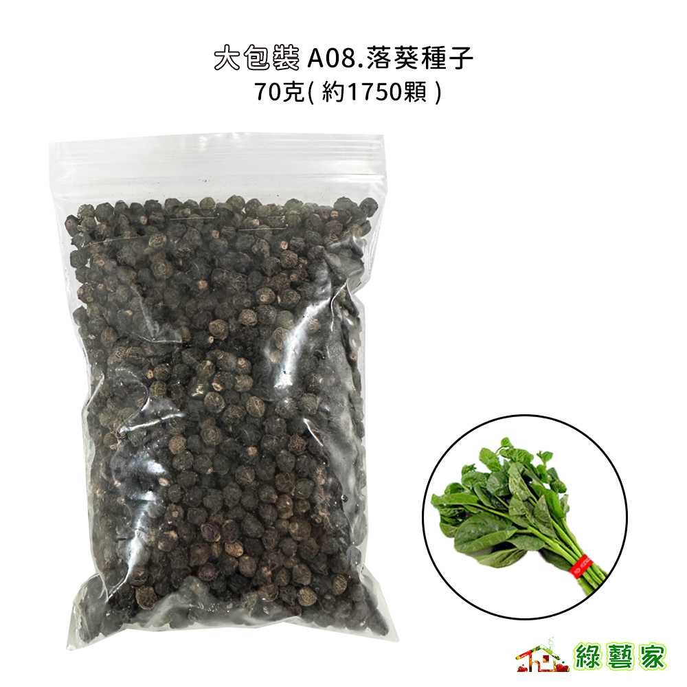 大包裝A08.落葵種子70克(約1750顆)(有藥劑處理)皇宮菜大葉綠(青)莖種  臟型葉 耐熱不耐寒 【綠藝家00A0